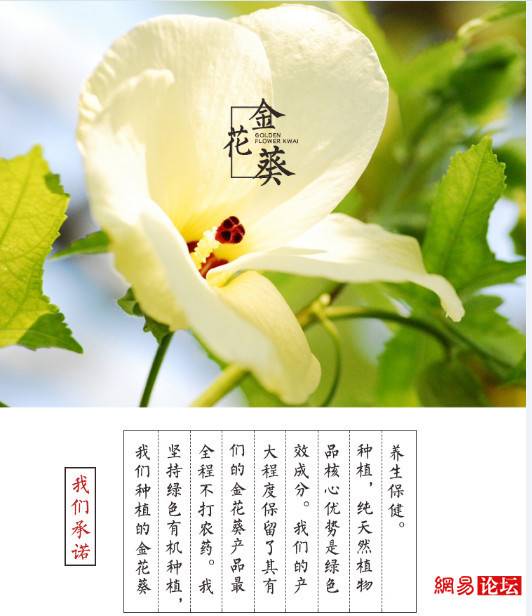 【邮政助农 精准扶贫】新密金花葵 xm