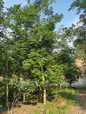 绿化苗木黄花风铃木 10公分黄花风铃木 11公分黄花风铃木